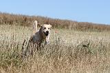 GOLDEN RETRIEVER 104